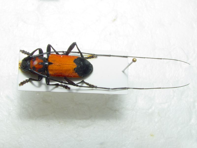 Purpuricenus desfontainii (Fabricius, 1793)